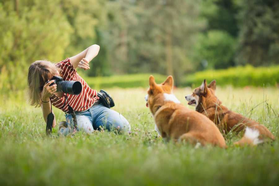 How to Photograph Pets (and Actually Get Them to Sit Still!)