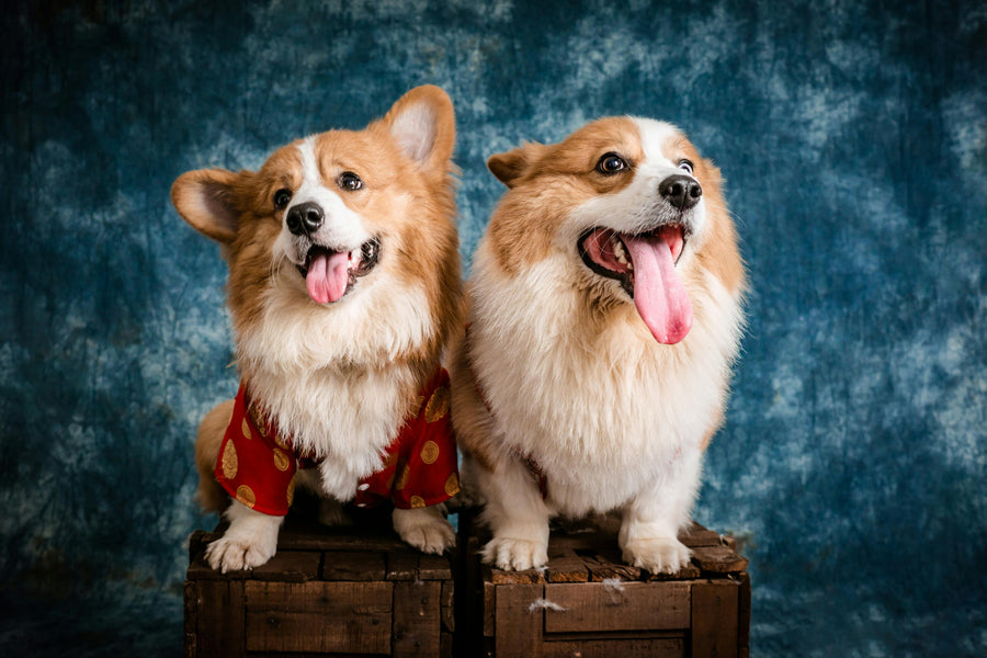 How to Choose the Best Print for Your Pet Photos