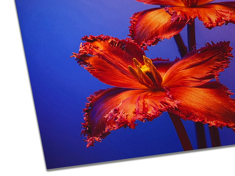 Fine Art Paper